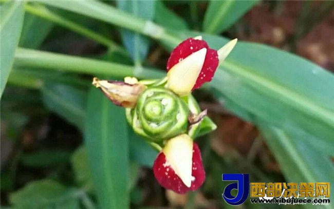 1508989648242053.jpg 2.jpg