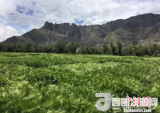 2017年西藏青稞總產(chǎn)量達(dá)到79萬噸，占糧食總產(chǎn)量的77%。圖為西藏青稞。　王玉林 攝