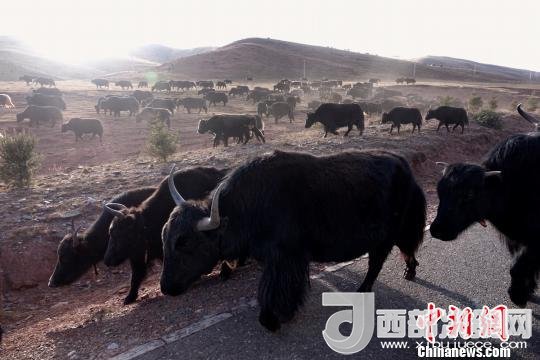 西藏每年存欄約420萬頭牦牛，牦牛產(chǎn)業(yè)發(fā)展是推動(dòng)西藏畜牧業(yè)可持續(xù)發(fā)展和農(nóng)牧民脫貧致富的重要產(chǎn)業(yè)。圖為西藏牦牛。　孫翔 攝