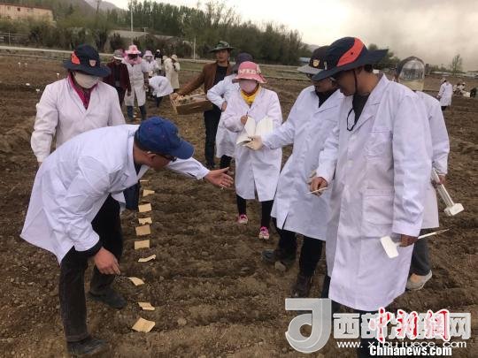 圖為研究員實(shí)地調(diào)研青稞生長(zhǎng)土壤?！⊥跤窳?攝