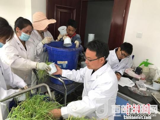 圖為研究員正在調(diào)查青稞感染白粉病情況?！⊥跤窳?攝
