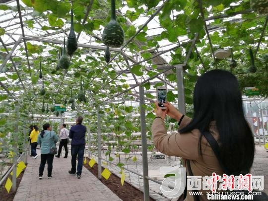 山西省郵政管理局積極推動“一市一品”農(nóng)特產(chǎn)品進城項目。 資料圖 楊杰英 攝