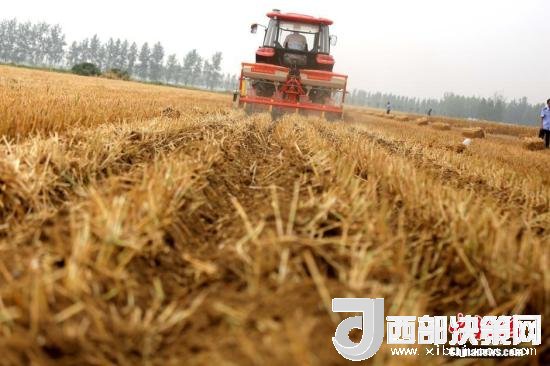 資料圖：收割機進(jìn)行機械化收割。<a target='_blank'  data-cke-saved- >中新社</a>記者 王中舉 攝