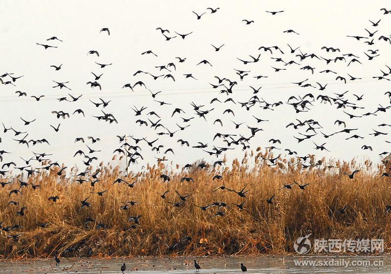 隆冬時(shí)節(jié)百鳥(niǎo)飛【4】