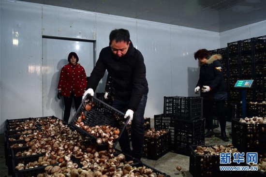 (走基層 聽民聲)(3)河南魯山:香菇種植助農(nóng)致富