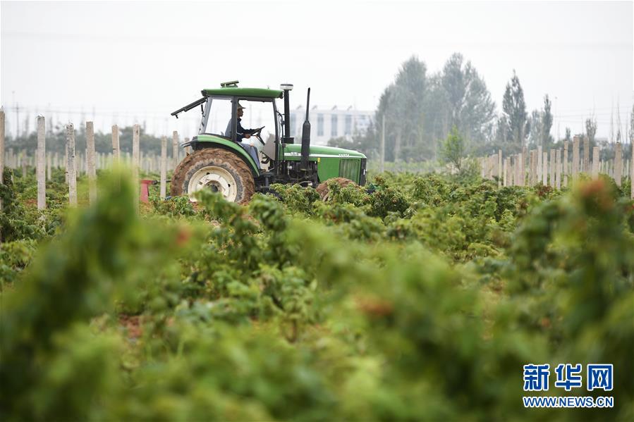 （壯麗70年·奮斗新時代——共和國發(fā)展成就巡禮·圖文互動）（10）生態(tài)美、百姓富——品讀嶄新“寧夏畫卷”