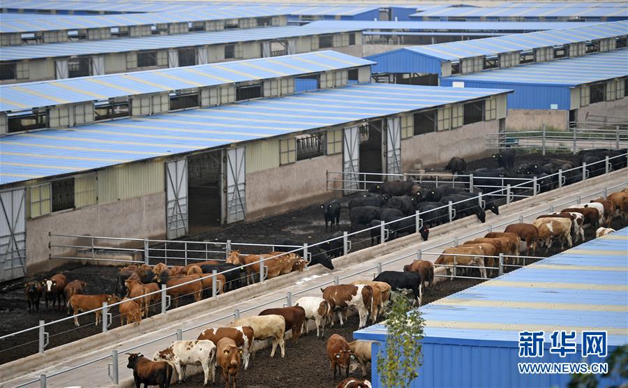 （壯麗70年·奮斗新時代——共和國發(fā)展成就巡禮·圖文互動）（11）生態(tài)美、百姓富——品讀嶄新“寧夏畫卷”