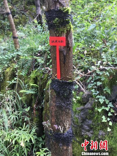 貴州同威生物科技有限公司鐵皮石斛種植?！≈軏?攝