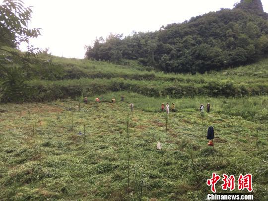 貴州同威生物科技有限公司天麻種植基地?！≈軏?攝
