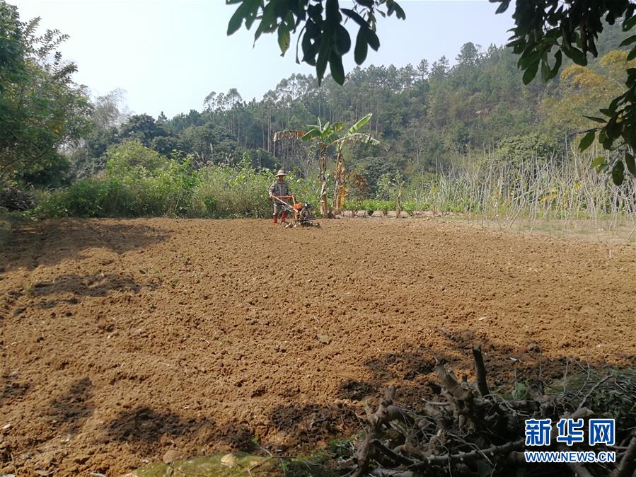 （決戰(zhàn)決勝脫貧攻堅(jiān)·圖文互動）（4）另一種“逆行”——廣西5300余名駐村第一書記提前返崗?fù)渡怼皟删€作戰(zhàn)”