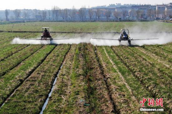 2月20日，南京湖熟街道現(xiàn)代農(nóng)業(yè)示范園區(qū)內(nèi)，工作人員駕駛自走式噴霧機給小麥噴灑除草劑。泱波 攝