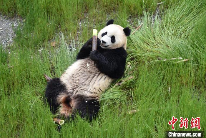 九寨溝熊貓園里的大熊貓?！【耪瘻峡h委宣傳部提供 攝