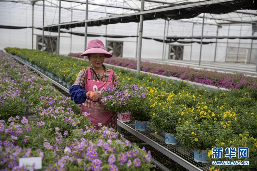 (新華全媒頭條·走向我們的小康生活·圖文互動(dòng))(8)綠染云嶺小康路——生態(tài)文明建設(shè)的云南實(shí)踐