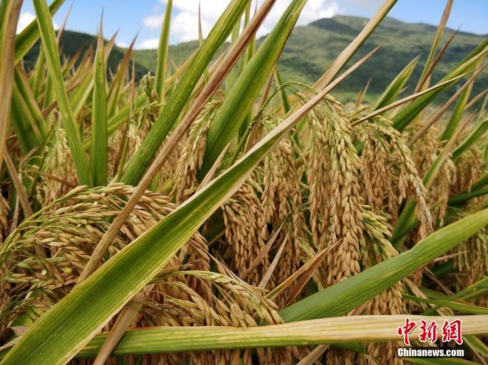 水稻資料圖。<a target='_blank'  data-cke-saved- >中新社</a>記者 王曉斌 攝