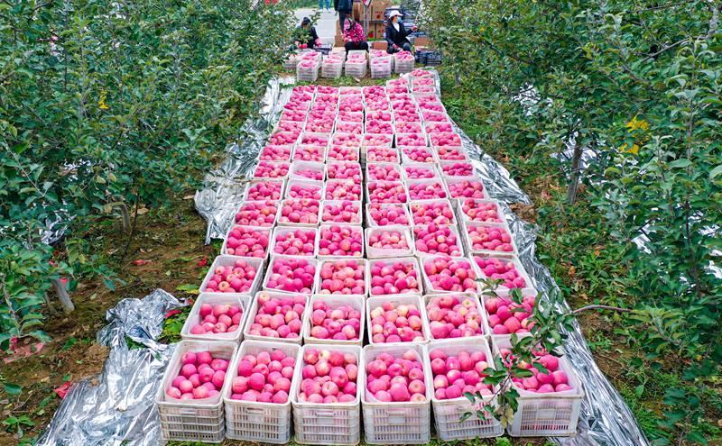 洛川縣永鄉(xiāng)鎮(zhèn)阿寺村果農(nóng)在分揀蘋果。王警攝
